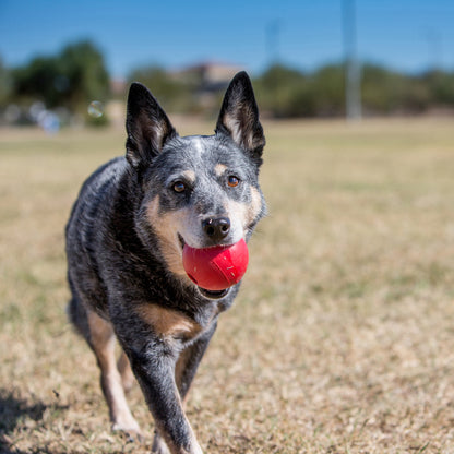 KONG Ball w/Hole