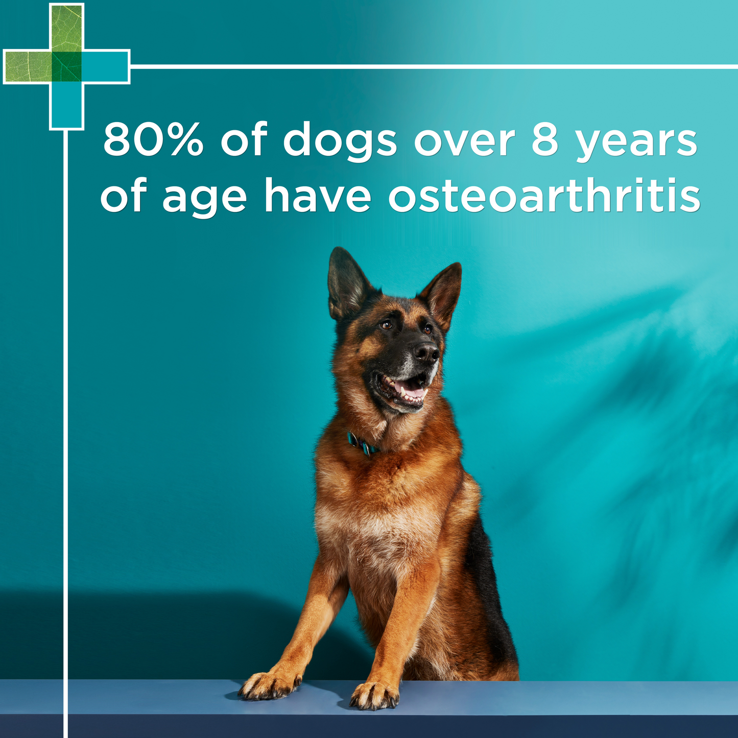 PAW Osteosupport Joint Care Powder For Dogs