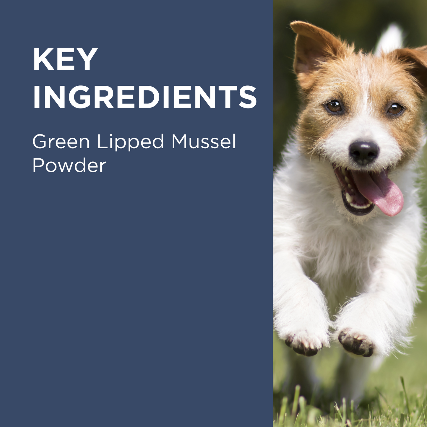 PAW Osteosupport Joint Care Powder For Dogs