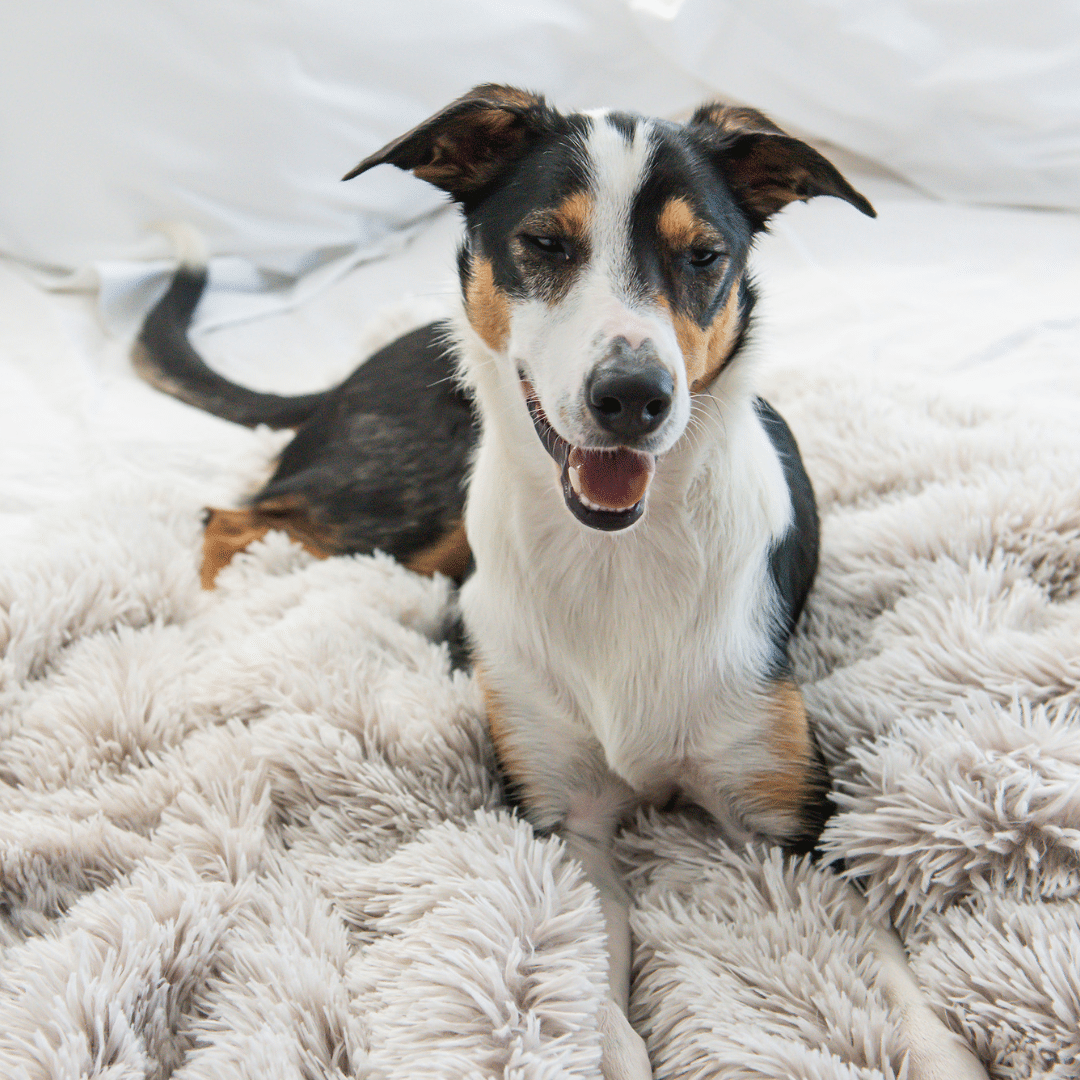 Superior Pet Goods Calming Pet Blanket Water Resistant Aspen Faux Fur