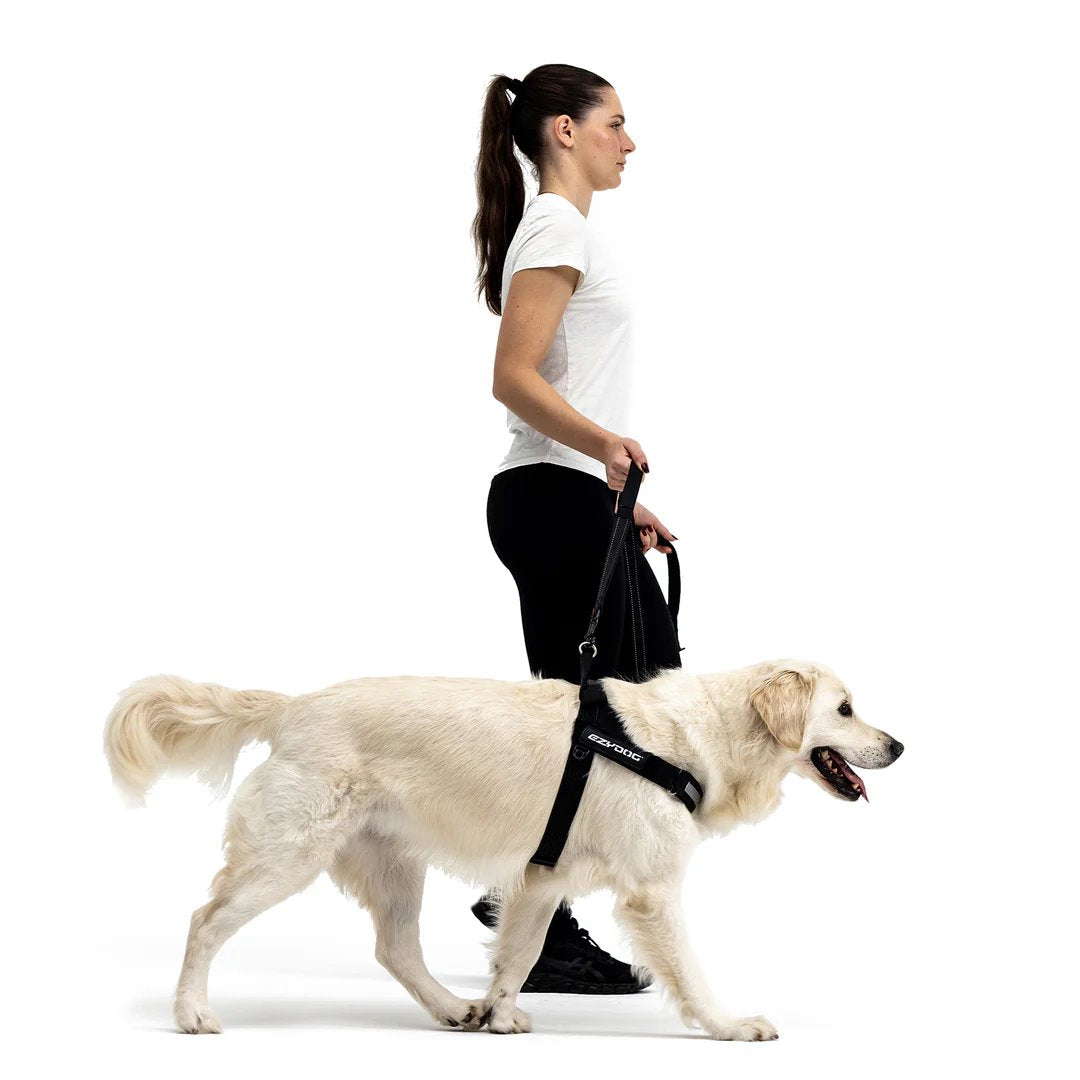 EzyDog Express Harness Red