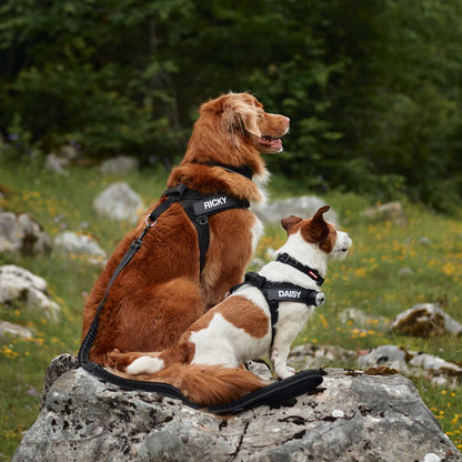 EzyDog Express Harness Red