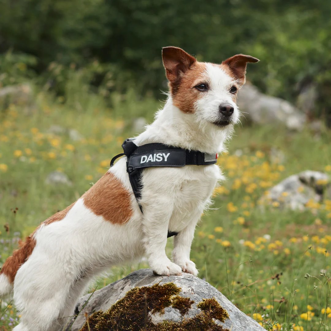 EzyDog Express Harness Red