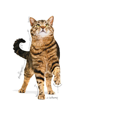 Royal Canin Appetite Control Wet Cat Food Pouches in Gravy