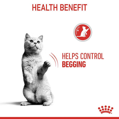 Royal Canin Appetite Control Wet Cat Food Pouches in Jelly