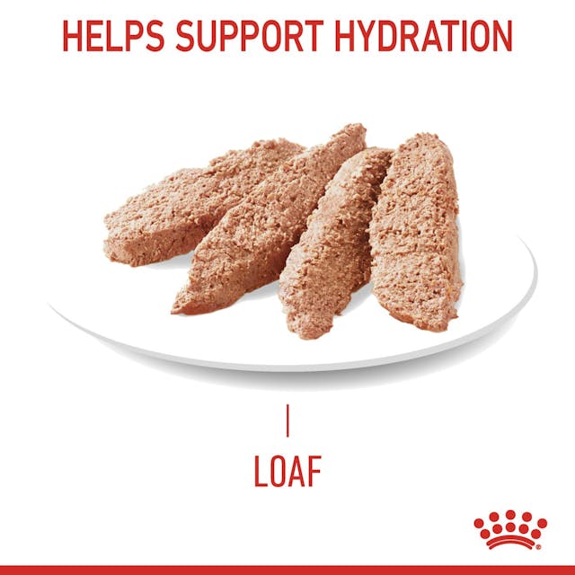 Royal Canin Digestive Care Cat Wet Food Pouches in Loaf