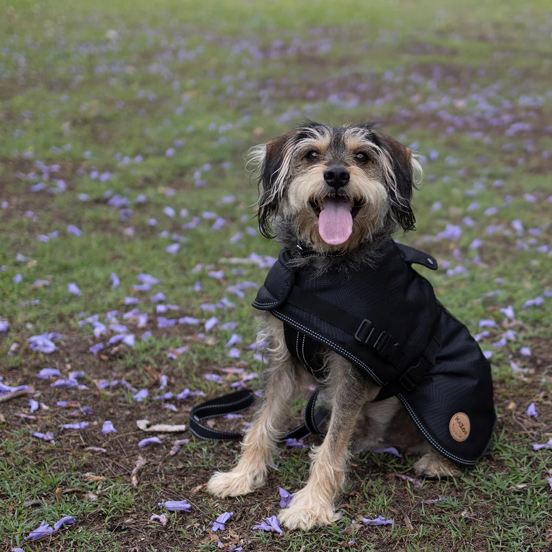 Kazoo Adventure Coat Black