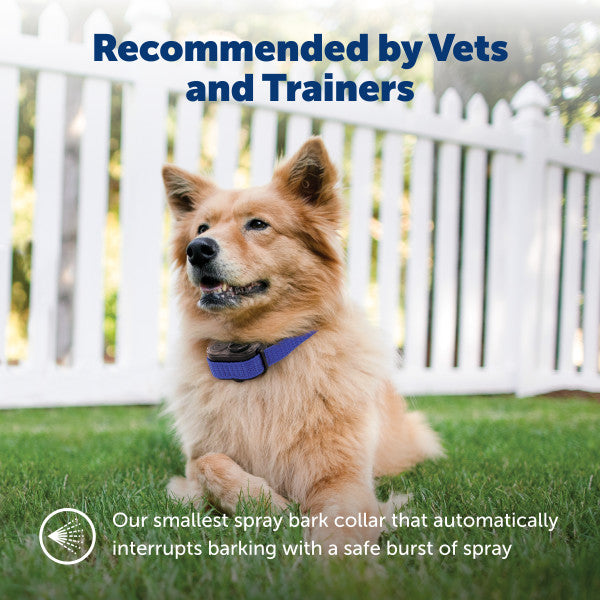 PetSafe Elite Little Dog Spray Bark Control Collar
