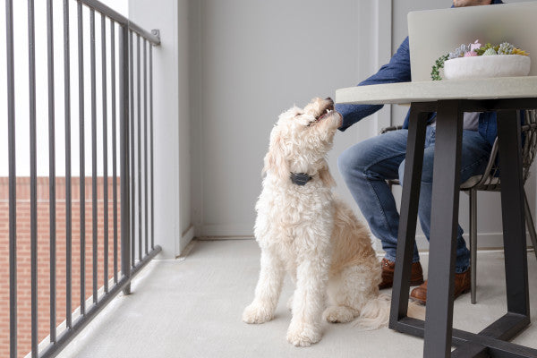 PetSafe Audible Bark Collar