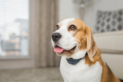 PetSafe Audible Bark Collar