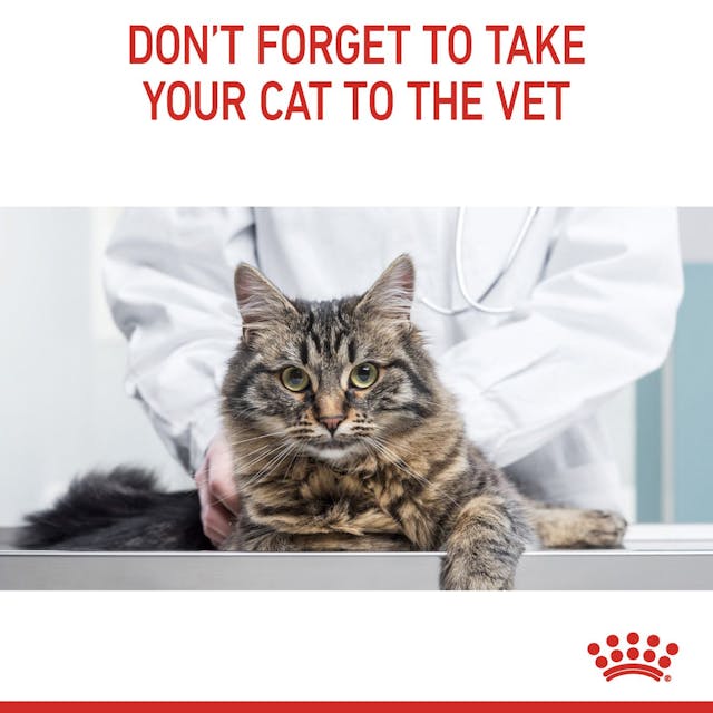 Royal Canin Digestive Care Cat Wet Food Pouches in Gravy