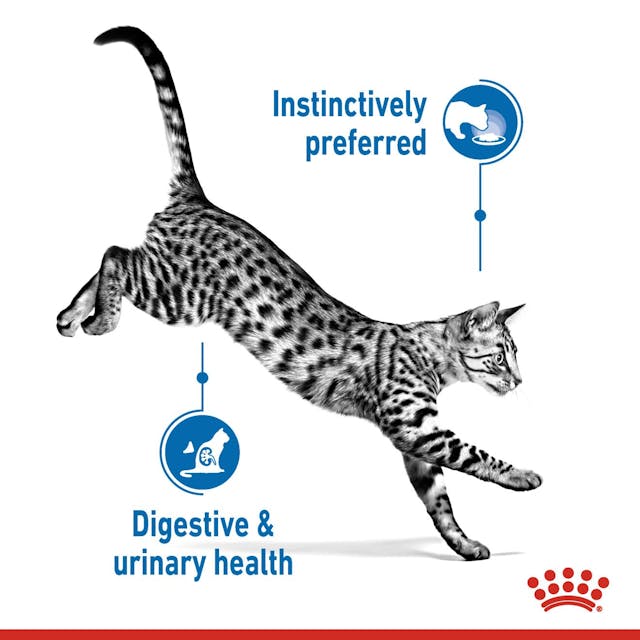 Royal Canin Indoor Sterilised Cat Wet Food Pouches in Jelly