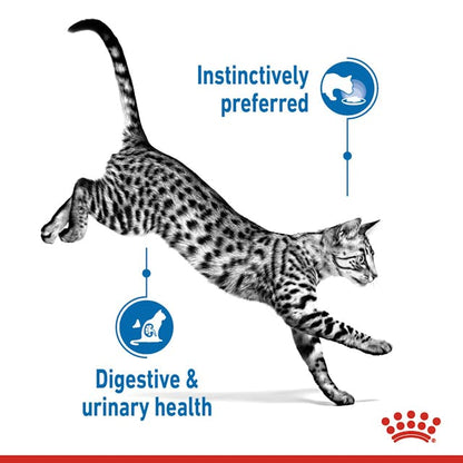 Royal Canin Indoor Sterilised Cat Wet Food Pouches in Jelly
