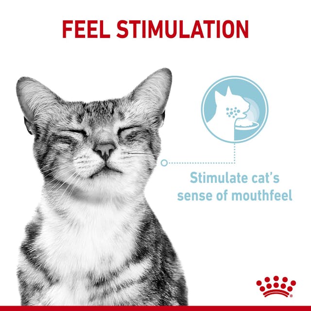 Royal Canin Sensory Feel Cat Wet Food Pouches in Jelly