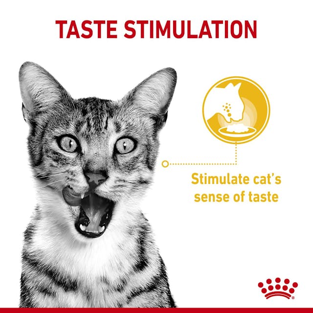 Royal Canin Sensory Taste Cat Wet Food Pouches in Jelly