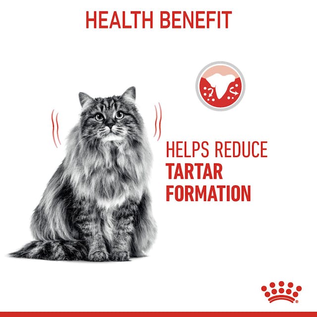 Royal Canin Dental Care Cat Dry Food Bag