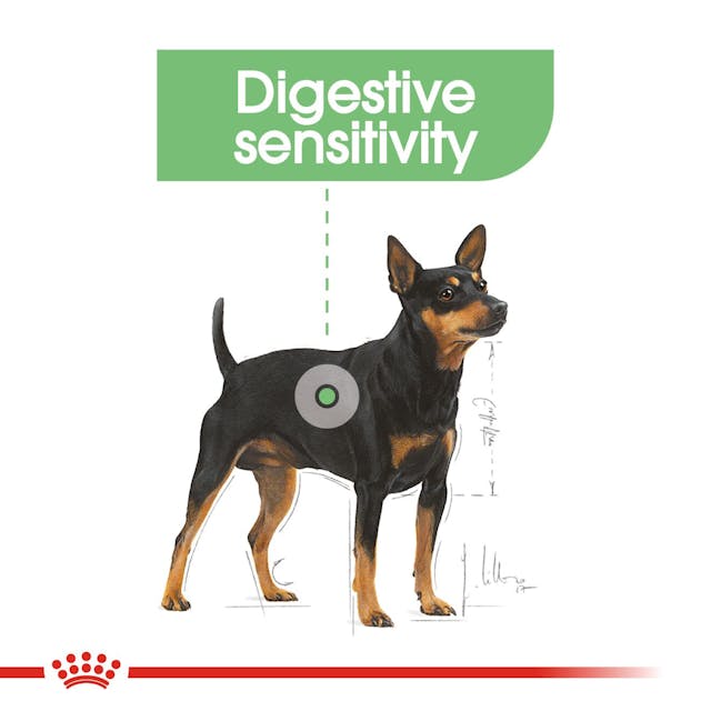 Royal Canin Digestive Care Dog Wet Food Pouches in Loaf