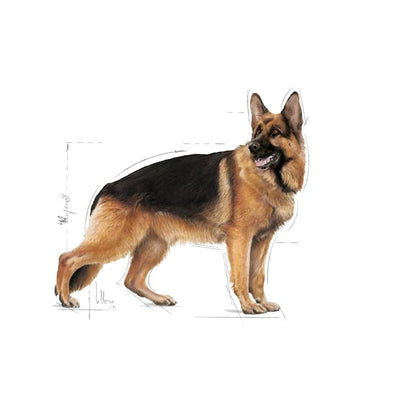 Royal Canin Maxi Dog Wet Food Pouches in Gravy