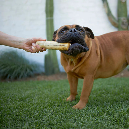 Kazoo Dental Chew Coffee Wood Sticks
