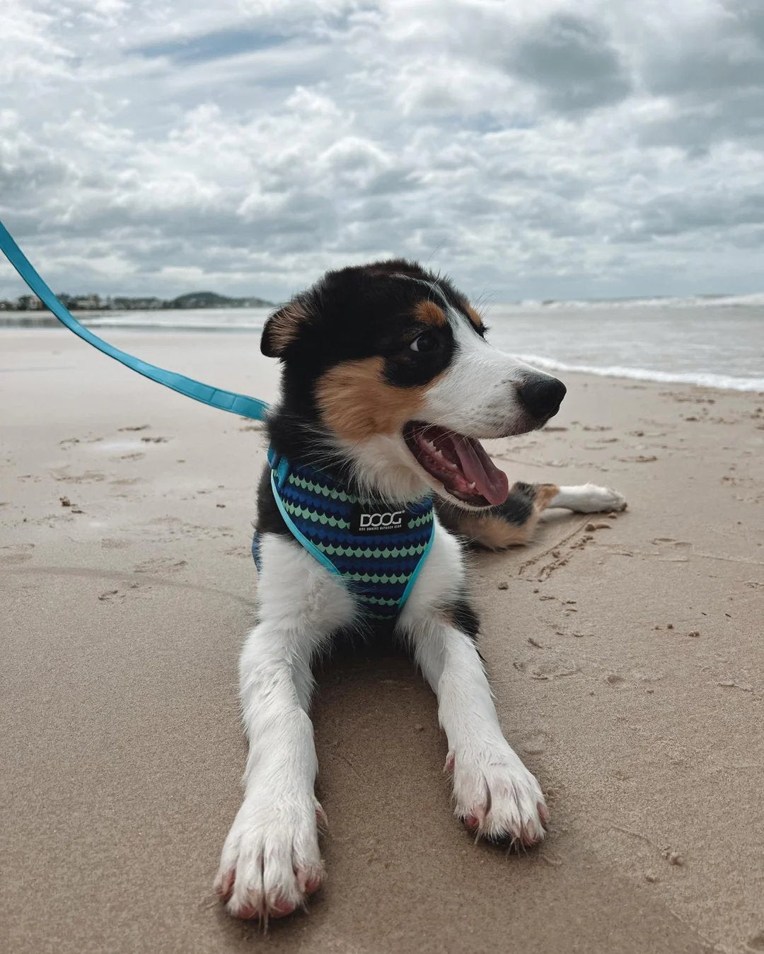 DOOG Neoflex Dog Harness Pluto