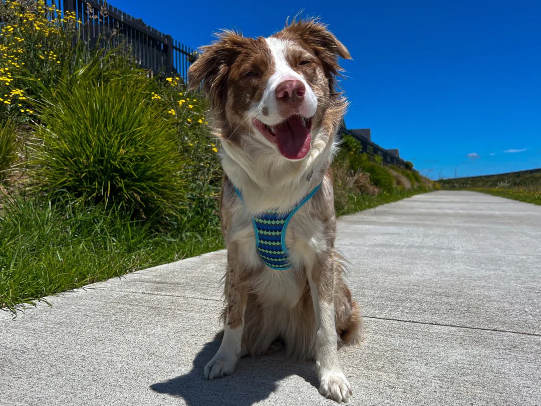 DOOG Neoflex Dog Harness Pluto