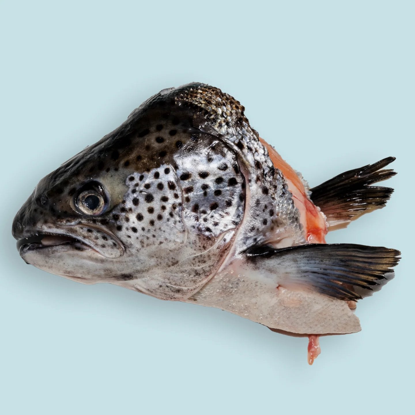 Right Start Salmon Head for Dogs
