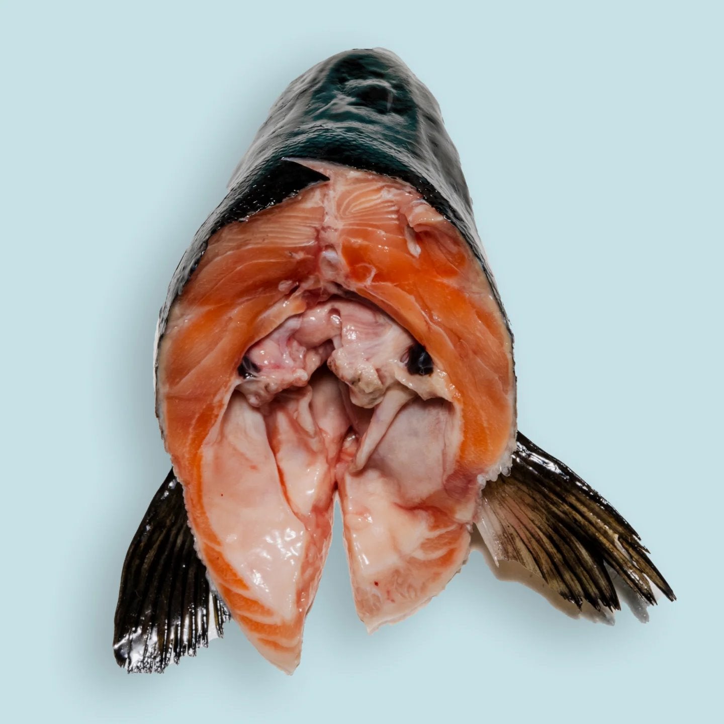Right Start Salmon Head for Dogs