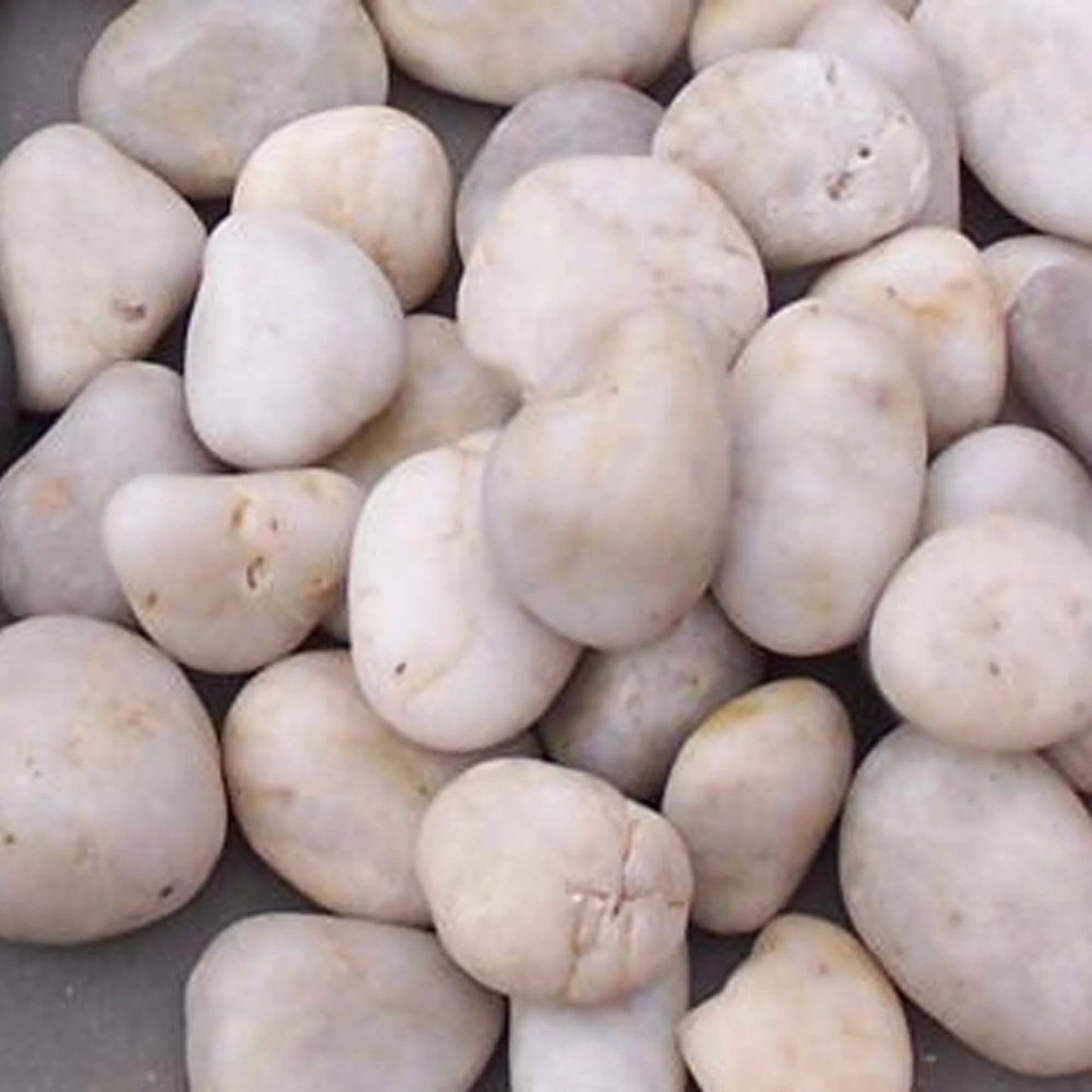 URS Frog Rocks White 6kg
