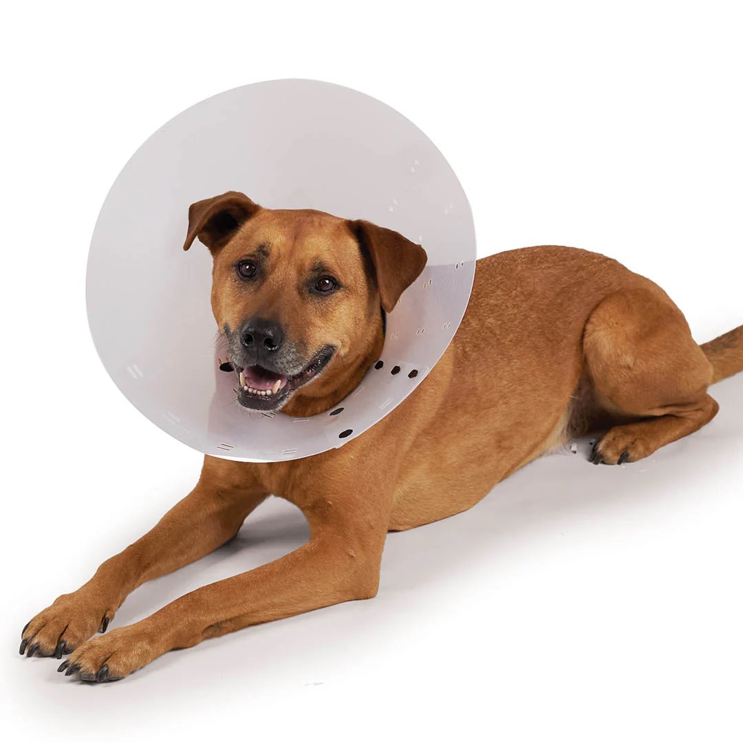 Kazoo Recovery Vet Collar Clear