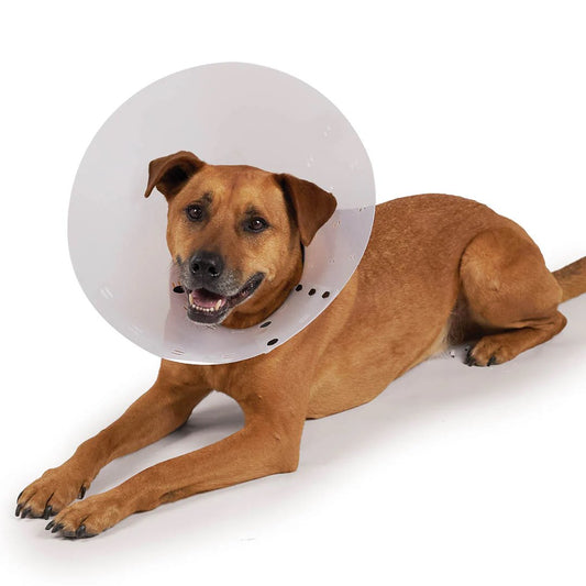 Kazoo Recovery Vet Collar Clear