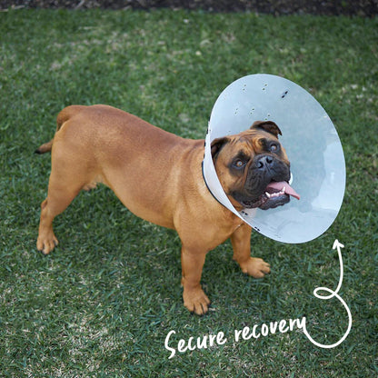 Kazoo Recovery Vet Collar Clear