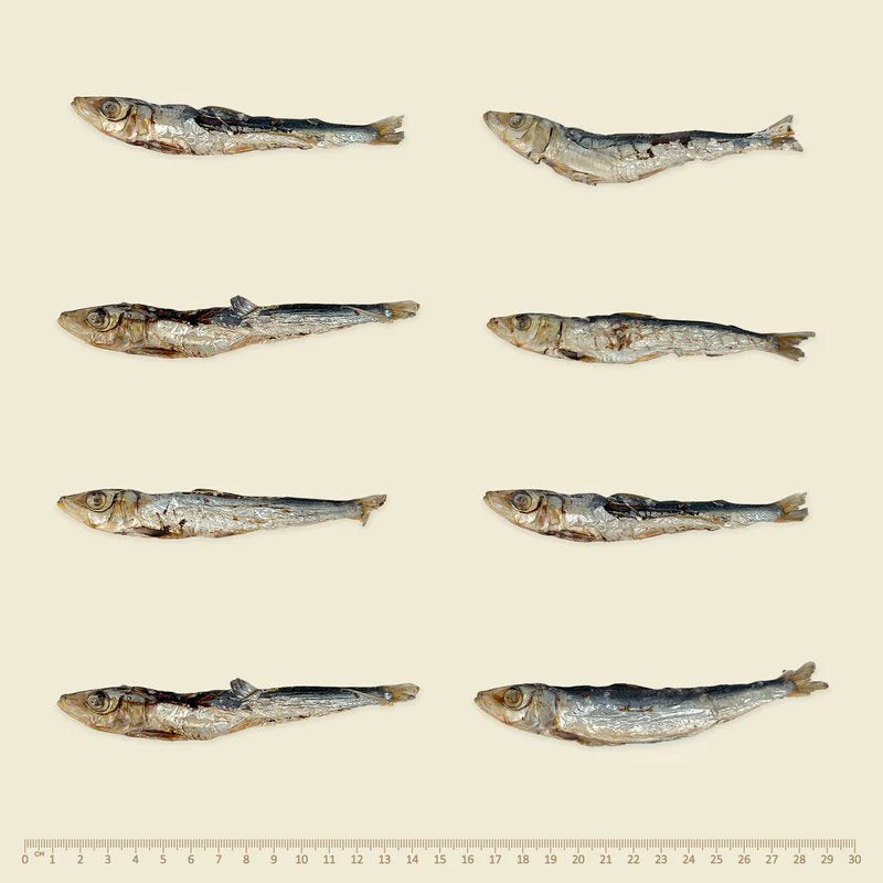 WildKind Southern Ocean Pilchards