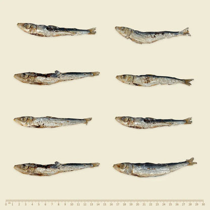 WildKind Southern Ocean Pilchards