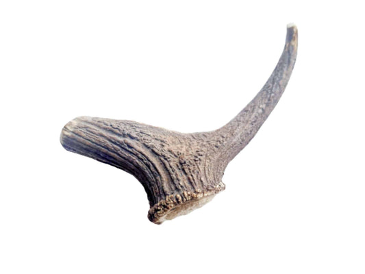 Deer Antler