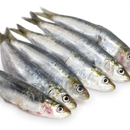 Fresha Wild Caught Sardines IQF 500g