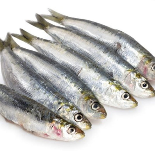 Fresha Wild Caught Sardines IQF 500g