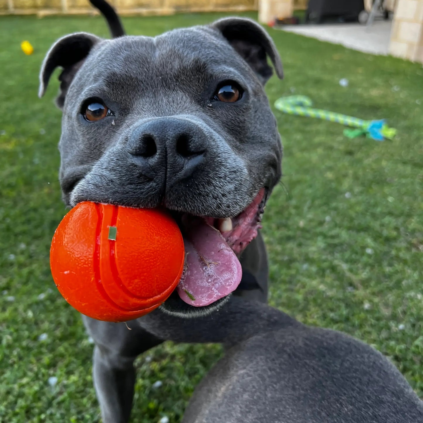 Happy Staffy Co. Duraball Purple