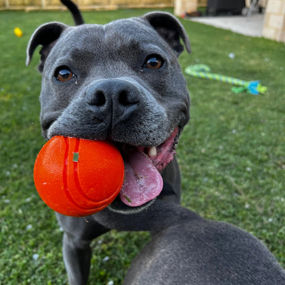 Happy Staffy Co. Duraball Purple
