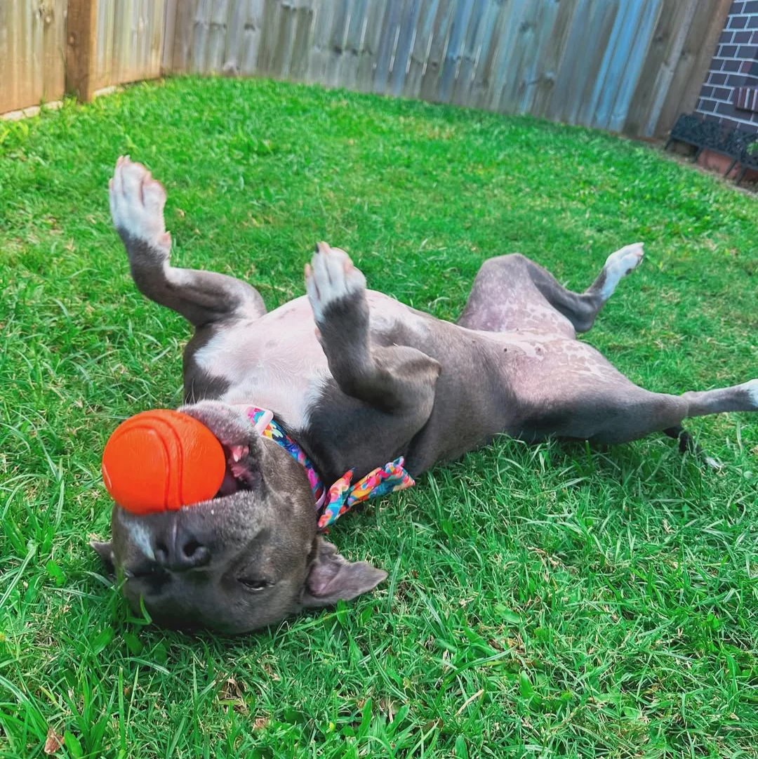 Happy Staffy Co. Duraball Purple
