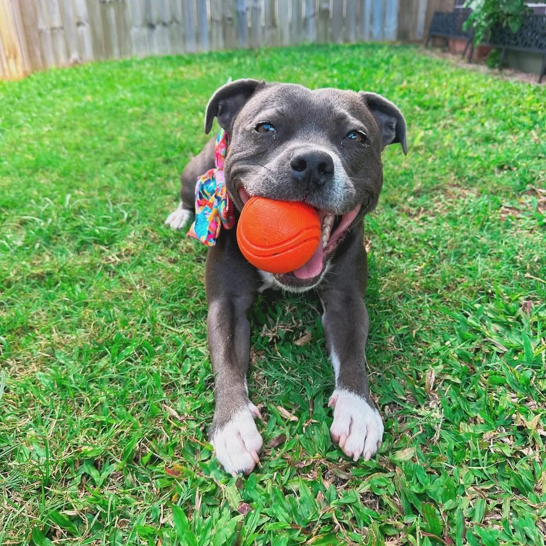 Happy Staffy Co. Duraball Purple