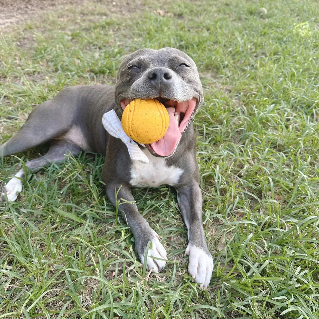 Happy Staffy Co. Duraball Purple