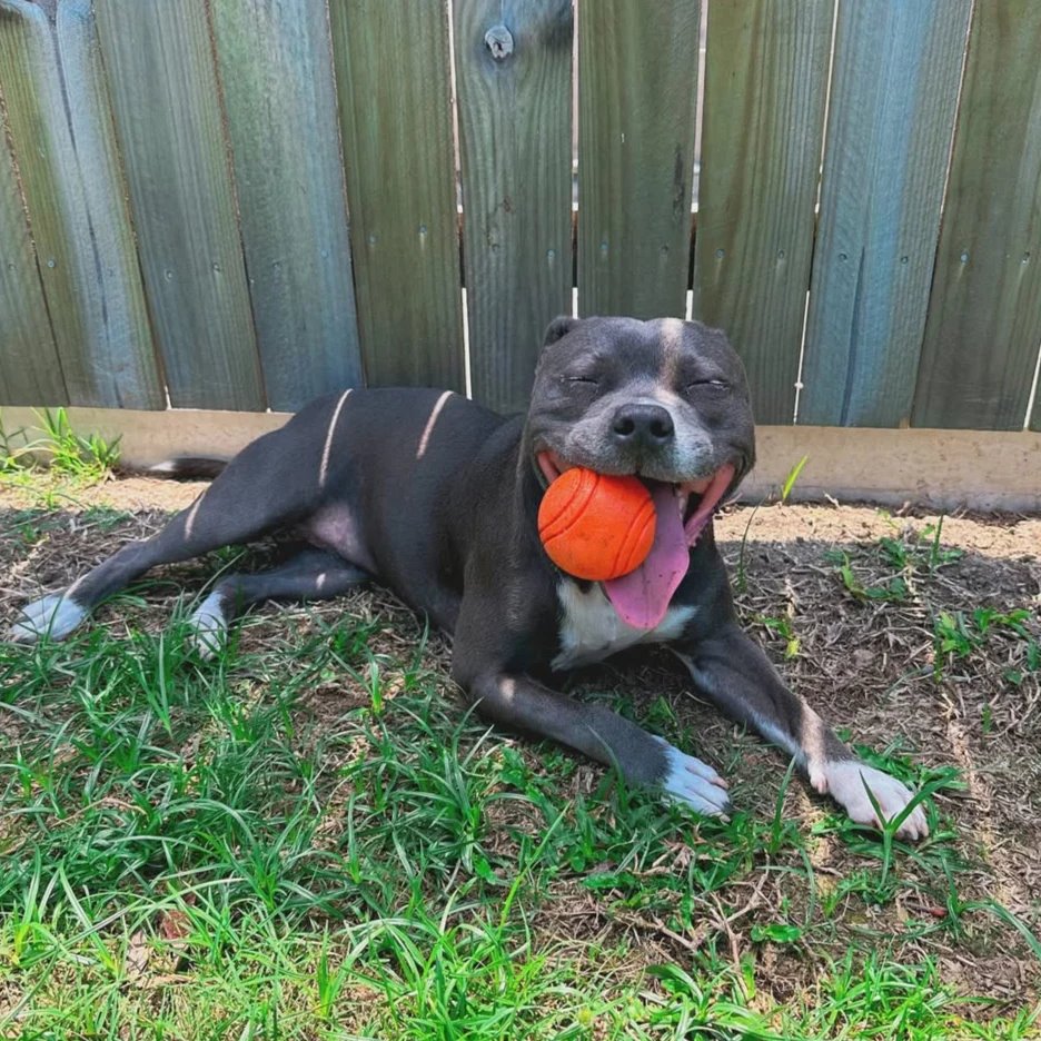 Happy Staffy Co. Duraball Purple
