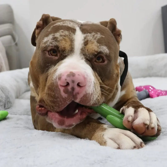 Happy Staffy Co. Cactus Cowboy