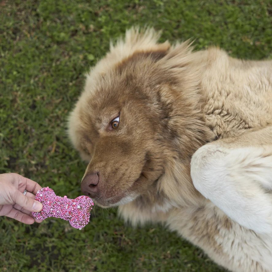 Kazoo Dog Bone Biscuit Pink