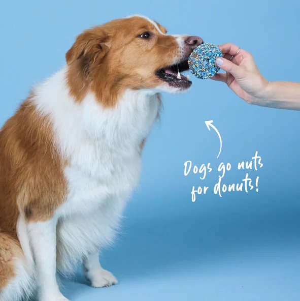 Kazoo Dog Donut Biscuit Blue