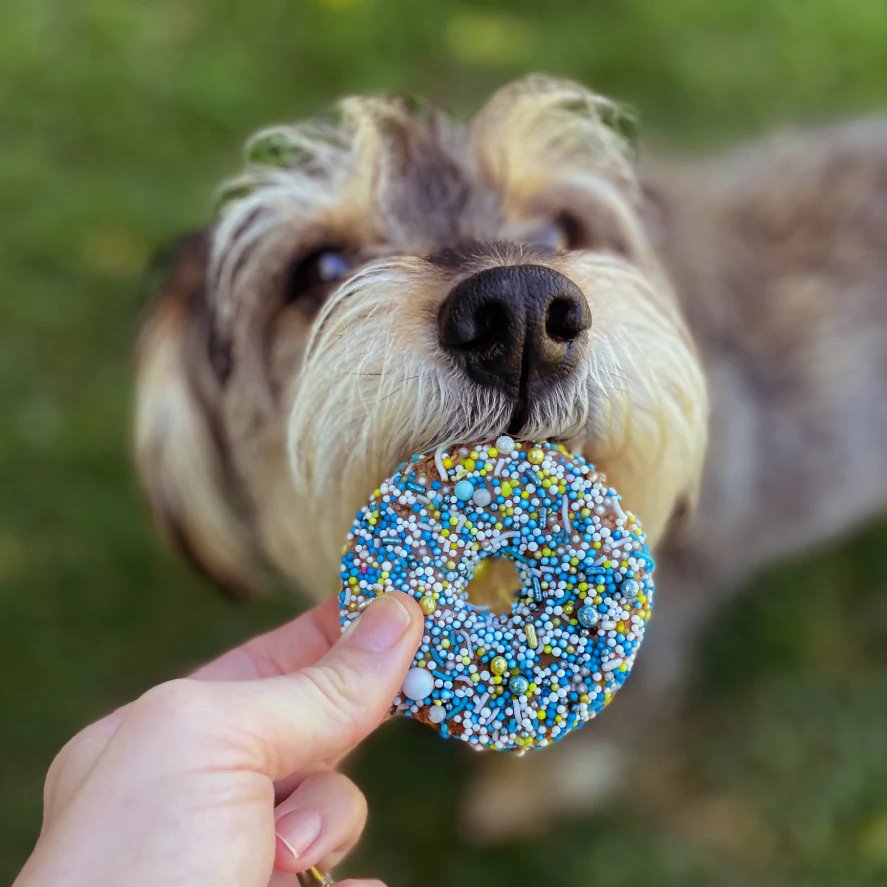 Kazoo Dog Donut Biscuit Blue
