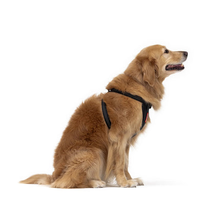 EzyDog Essential Chest Plate Harness Pink