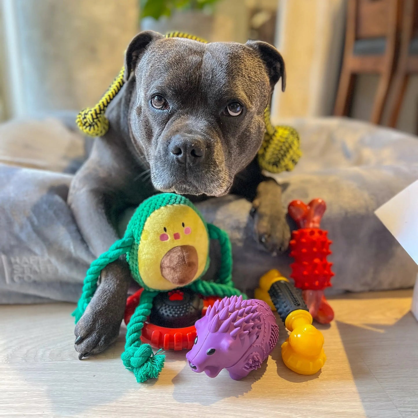 Happy Staffy Co. Power Chew Phone