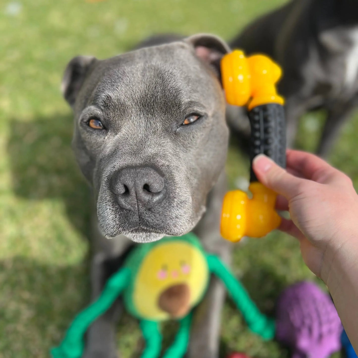 Happy Staffy Co. Power Chew Phone