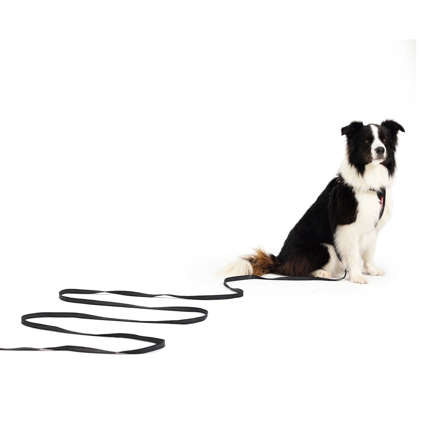 EzyDog Track N Train 3 Meter Recall Leash